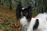 EPAGNEUL PAPILLON 078